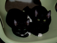 New Family Kitties